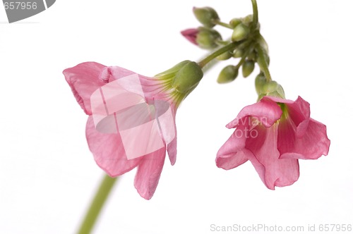 Image of pink flower - clover