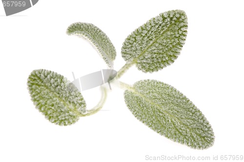 Image of Sage leaves