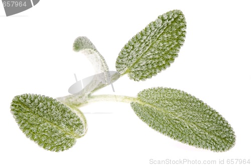 Image of Sage leaves