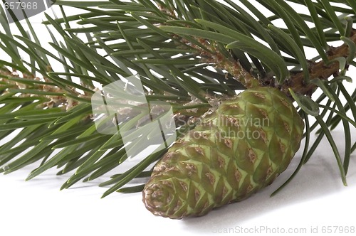 Image of coniferous tree and cone