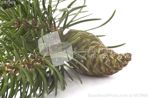 Image of coniferous tree and cone