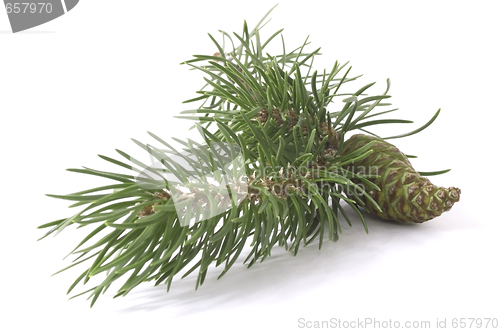 Image of coniferous tree and cone