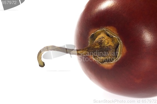 Image of A single tamarillo isolated on white