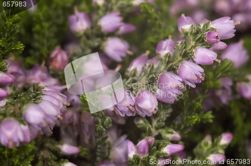 Image of heather