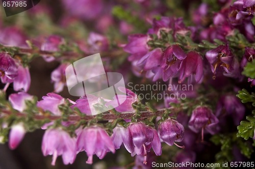 Image of heather