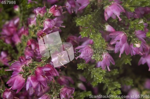 Image of heather