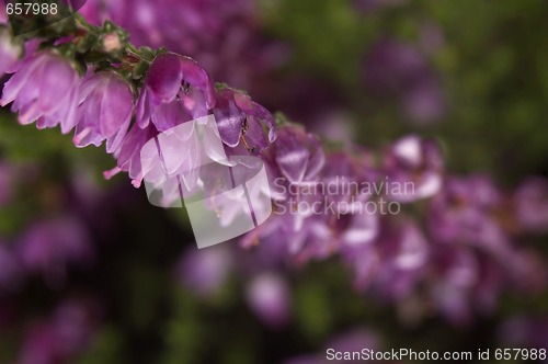 Image of heather