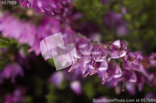 Image of heather