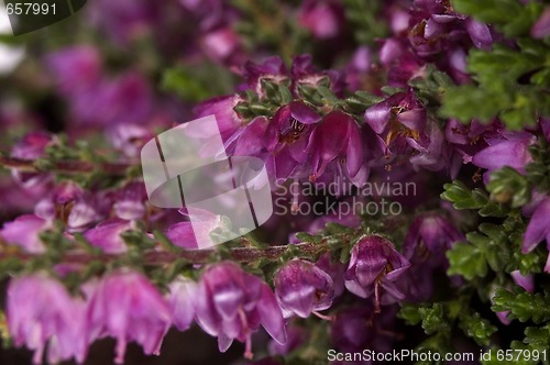 Image of heather