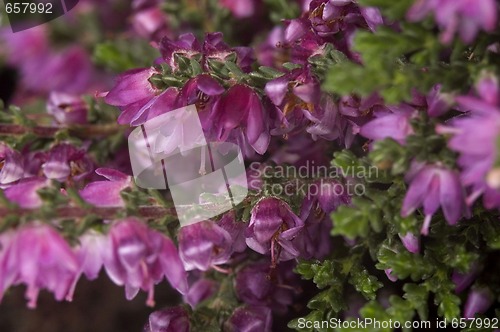 Image of heather