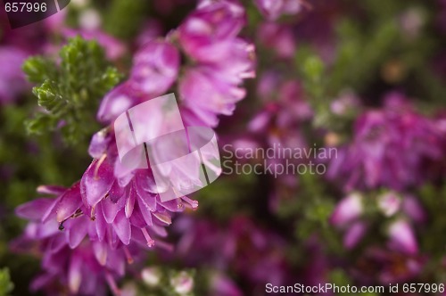 Image of heather