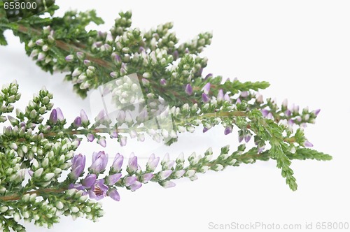 Image of heather