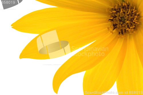 Image of yellow flower 