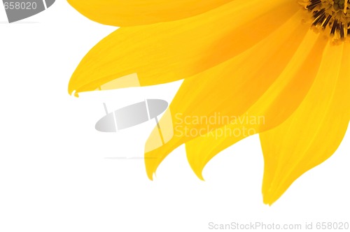Image of yellow flower 