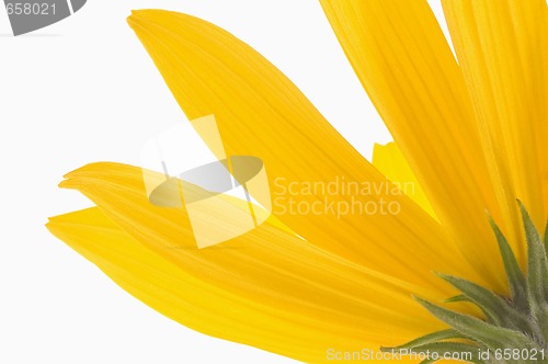 Image of yellow flower 