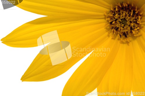 Image of yellow flower 