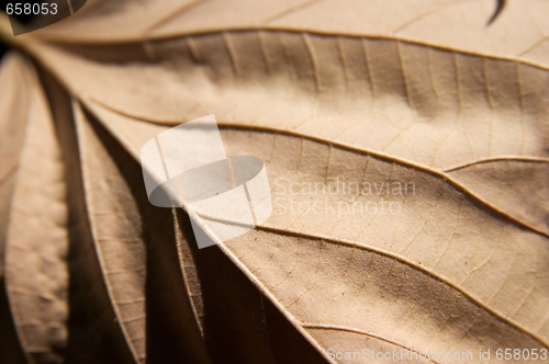 Image of Leaf