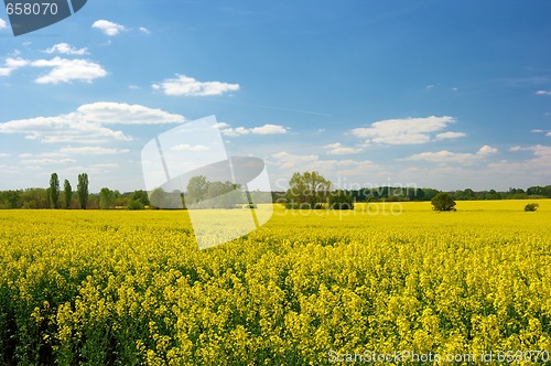 Image of Rape field