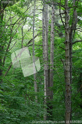 Image of Forest