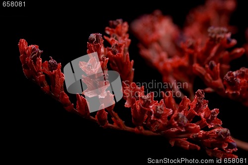Image of red bouquet
