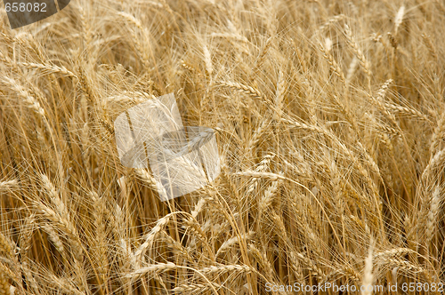 Image of Wheat