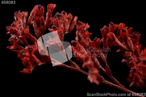 Image of red bouquet