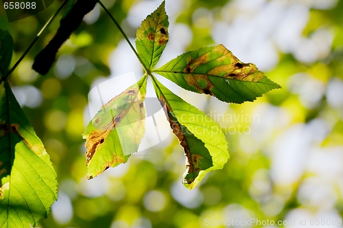 Image of Leaves