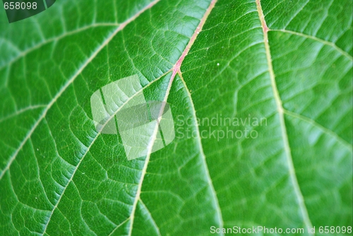 Image of Leaf