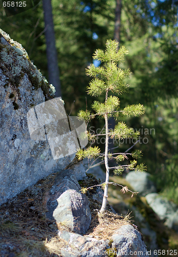 Image of Small pine