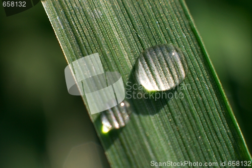 Image of Grass