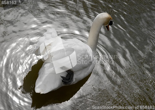 Image of Swan