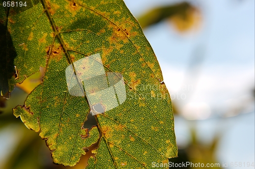 Image of Autumn