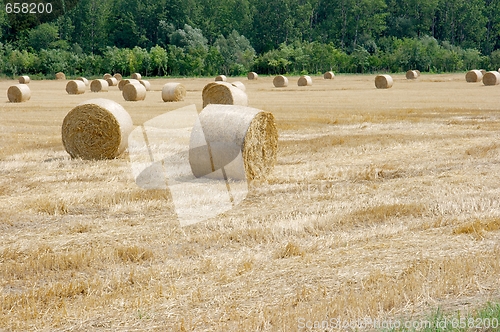 Image of Agriculture