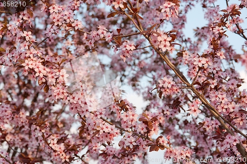 Image of Flowers