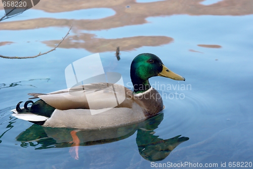 Image of Duck