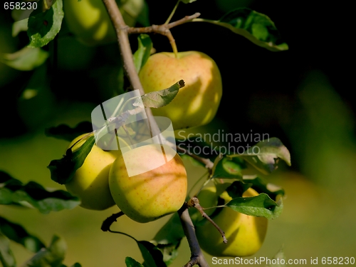 Image of Apples