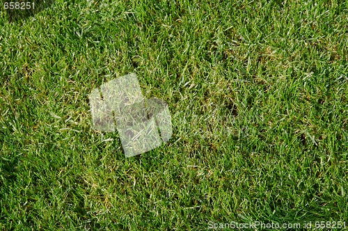 Image of Grass