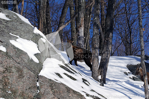 Image of Alpine Ibex