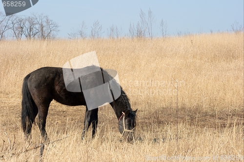 Image of Horse