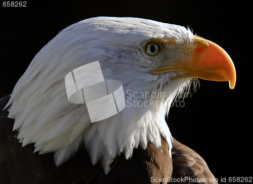 Image of Bald Eagle