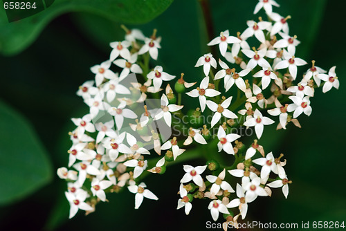 Image of Wild plant