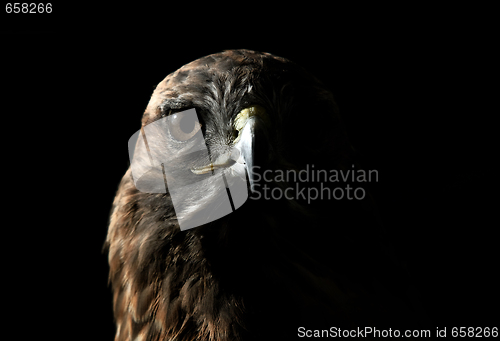 Image of Red-tailed Hawk