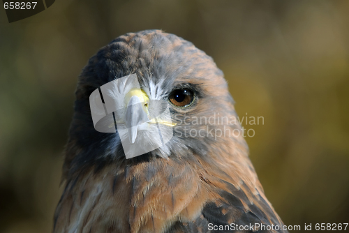 Image of Red-tailed Hawk