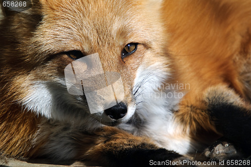 Image of Red Fox Portrait