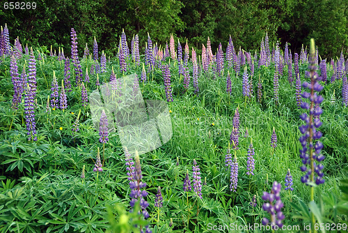 Image of Wild Lupines