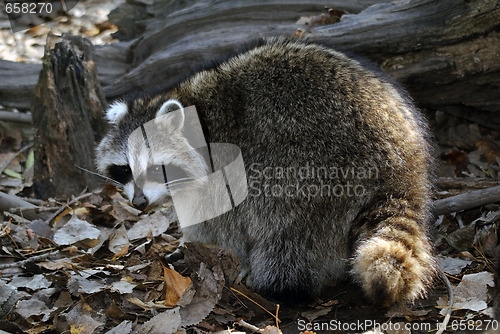 Image of Raccoon