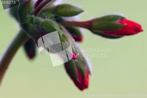 Image of Red flowers