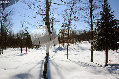 Image of Winter Forest