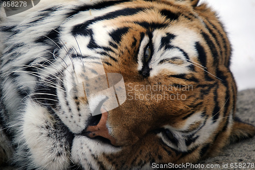 Image of Tiger