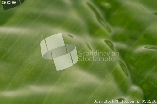 Image of summer raindrop and green leaf